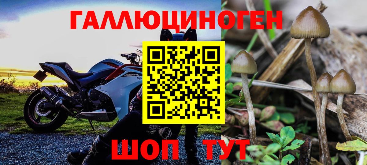 Новоуральск  Галлюциногенные грибы прущие грибы  Псилоцибиновые грибы Psilocybine cubensis  Вход с VPN 